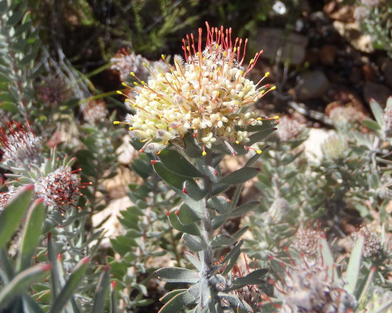 Plancia ëd Leucospermum wittebergense Compton