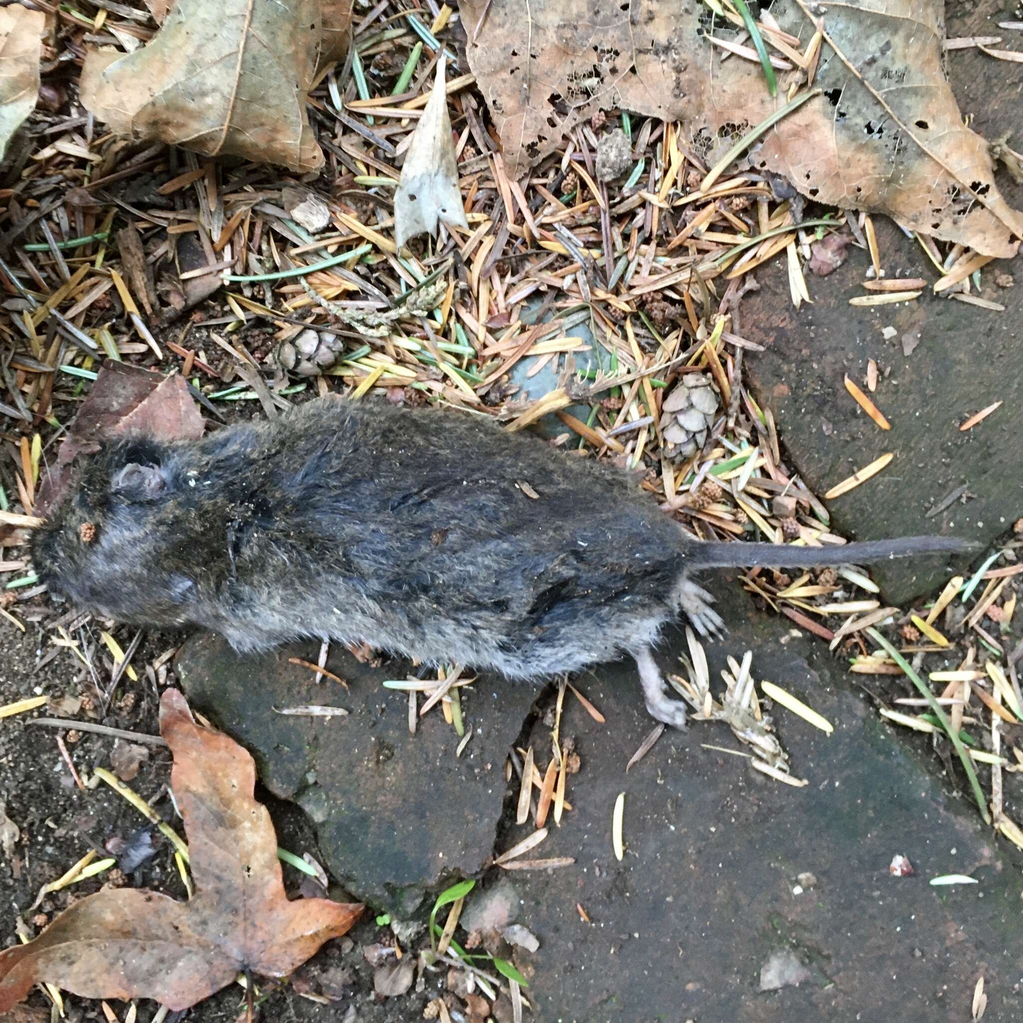 Image of Townsend's Vole