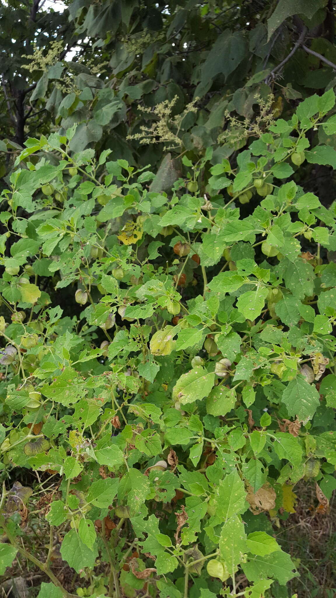 Image of Physalis patula Mill.