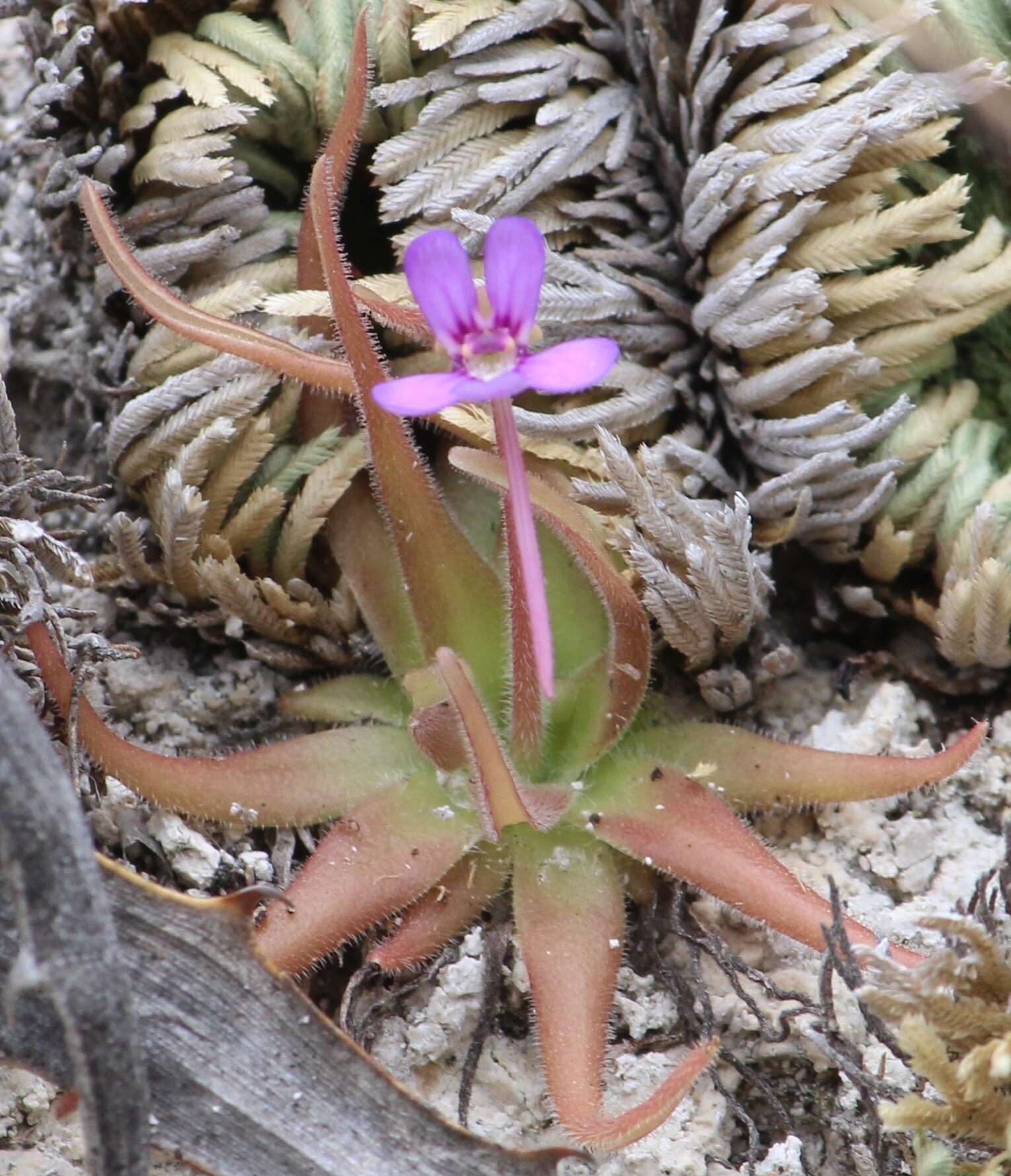 Image of Pinguicula gypsicola T. S. Brandeg.