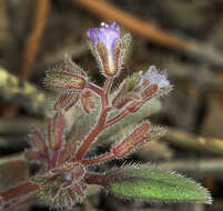 Image de Phacelia austromontana Howell