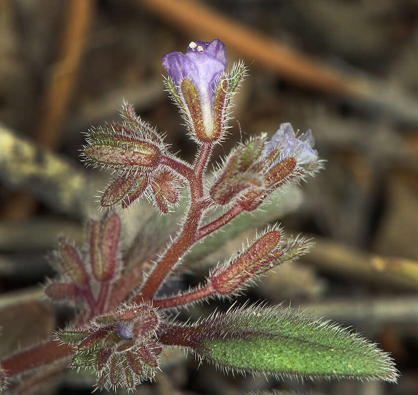 Image de Phacelia austromontana Howell