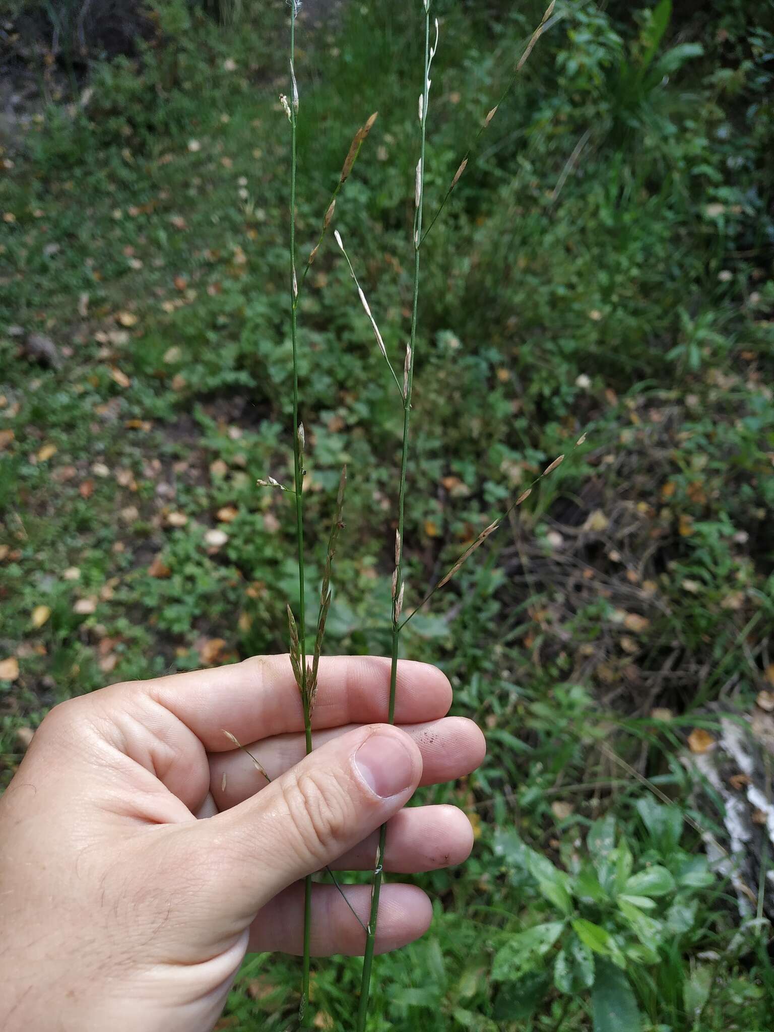 Image of flote-grass, floating sweet-grass