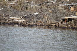 Image of Grisons, Honey Badger, Martens, Tayra, Weasels