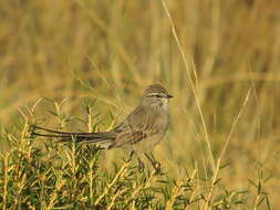 Image de Synallaxe mésange