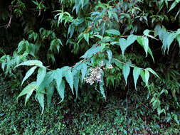 Image of Eupatorium tashiroi Hayata