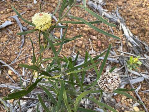 Image of Isopogon sphaerocephalus Lindl.