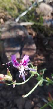 Image of Pelargonium grandiflorum (Andr.) Willd.