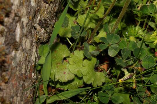 Image of Saxifraga carpetana Boiss. & Reuter