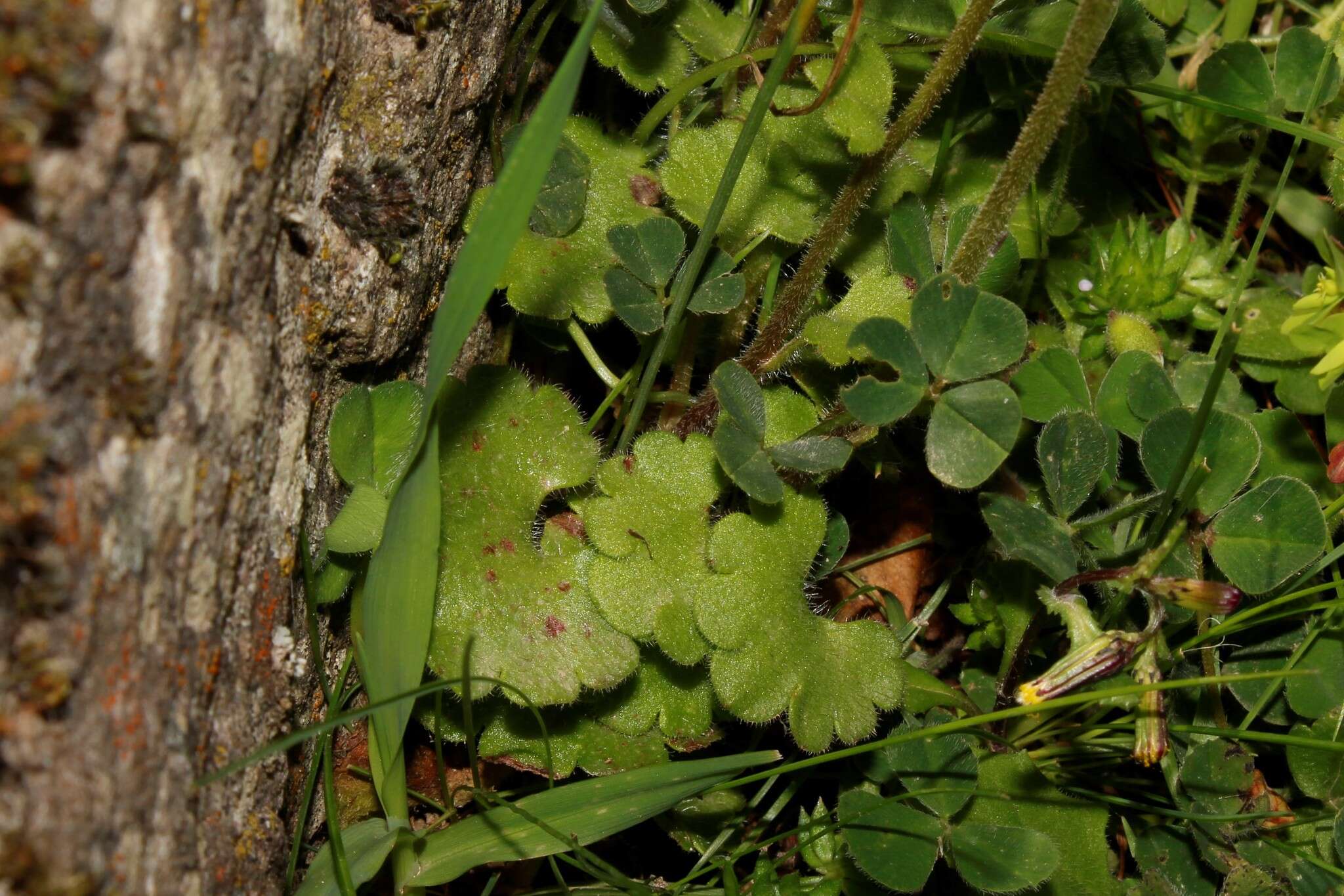 Sivun Saxifraga carpetana subsp. graeca (Boiss.) D. A. Webb kuva