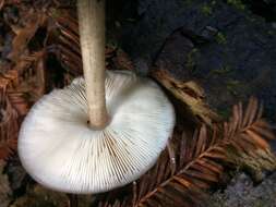 Image of Pluteus cervinus (Schaeff.) P. Kumm.