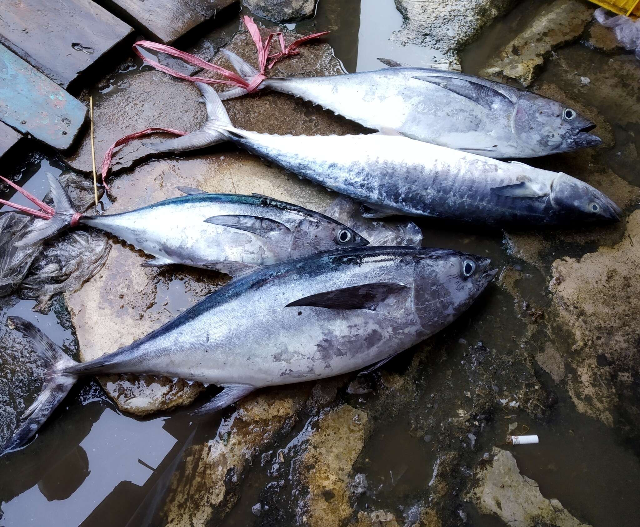 Image of Bigeye Tuna