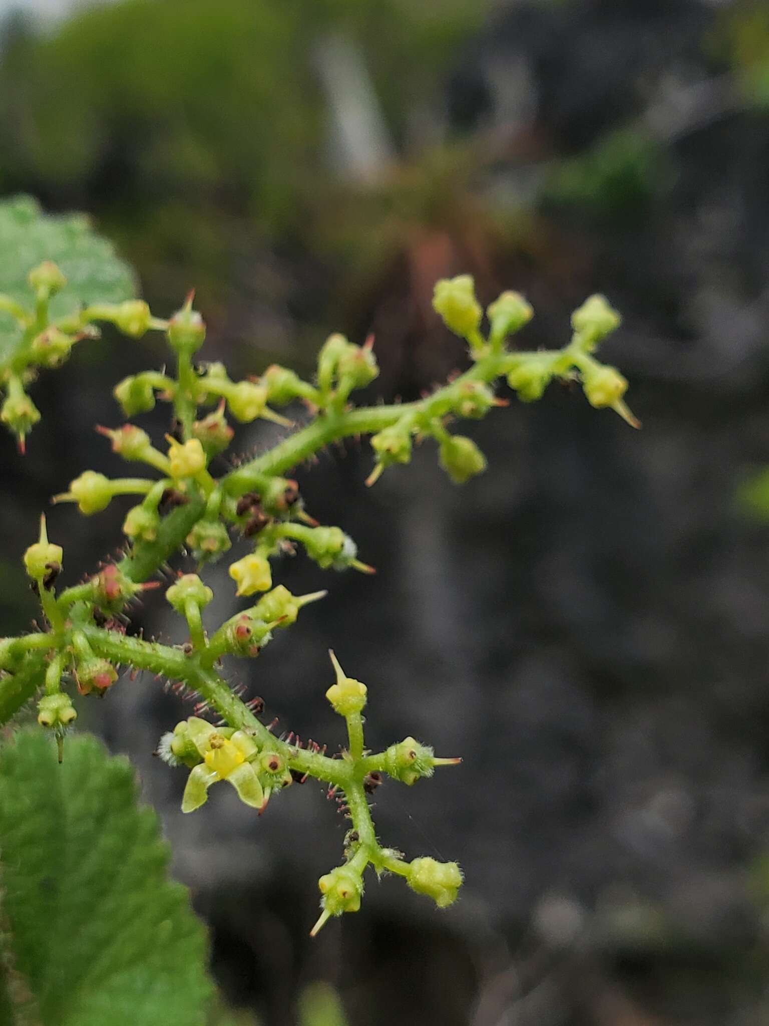 Plancia ëd Cyphostemma glandulosopilosum Descoings