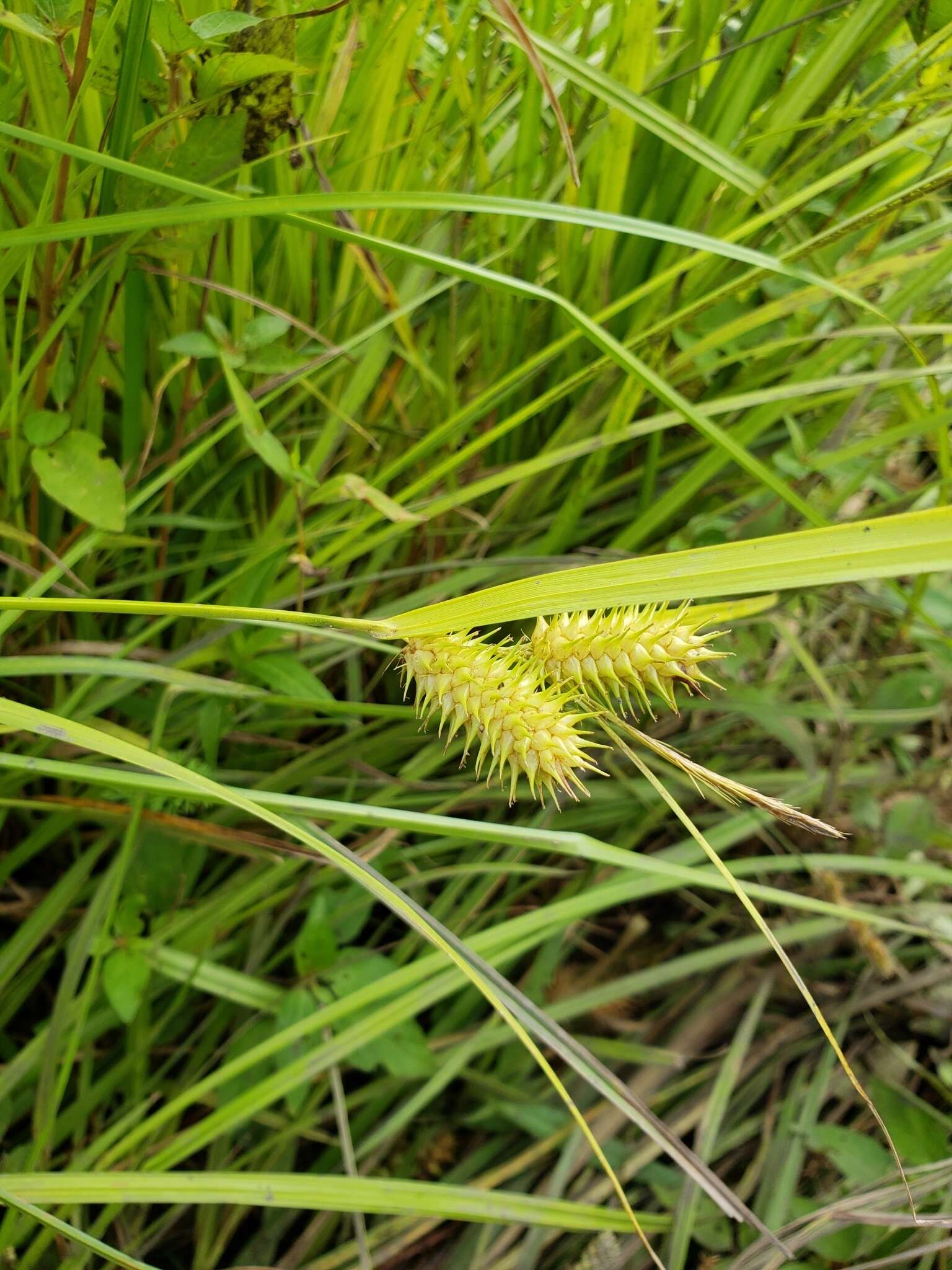 Image of bottlebrush sedge