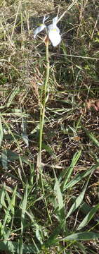 Image of Moraea tripetala subsp. tripetala