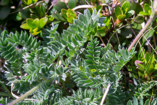 Plancia ëd Oxytropis halleri Koch