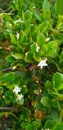 Alyxia buxifolia R. Br. resmi