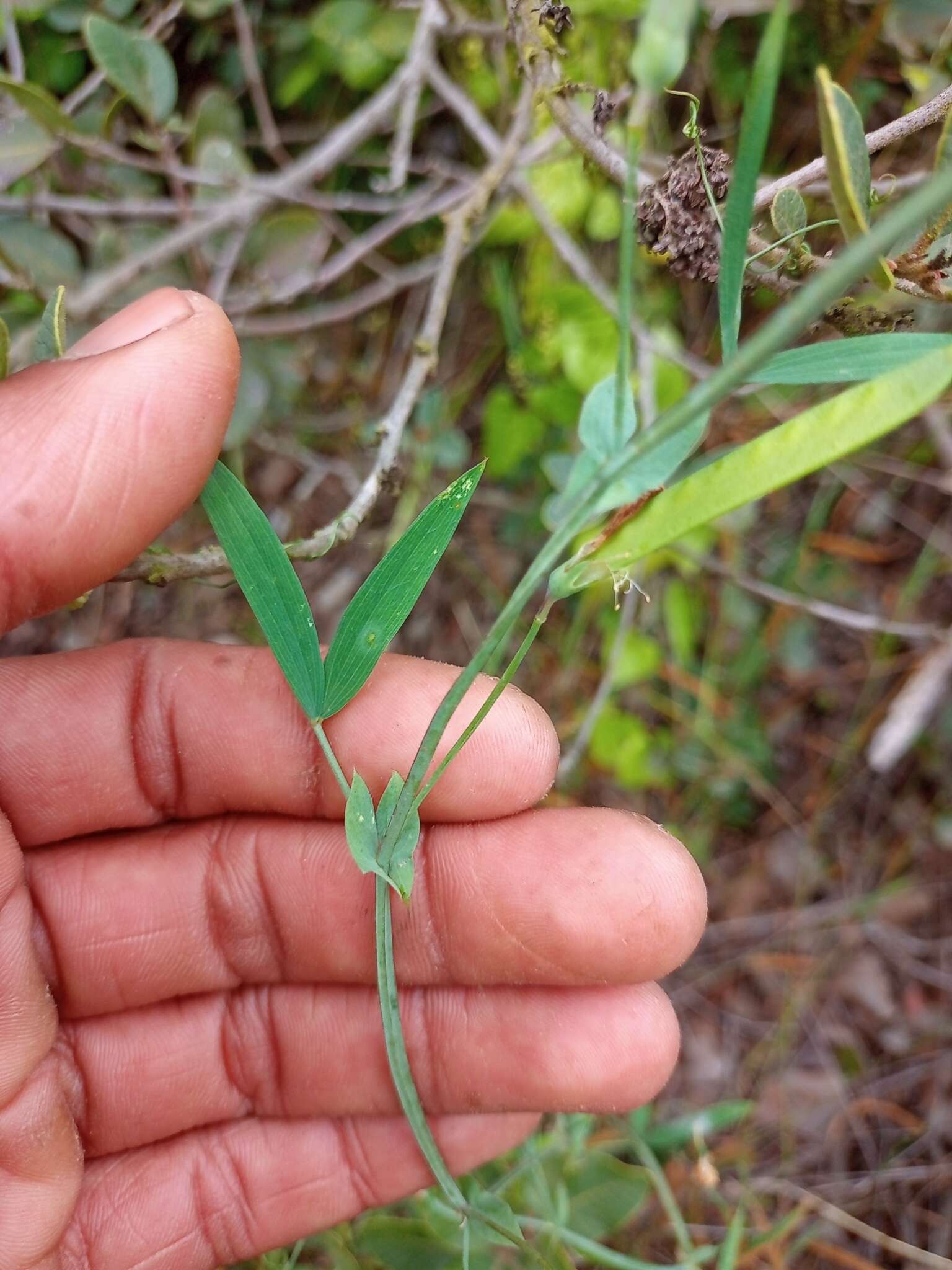 Sivun Lathyrus berteroanus Savi kuva