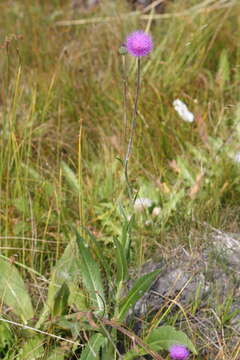 Image of Queen Anne's thistle