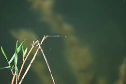 Image of Enallagma sulcatum Williamson 1922