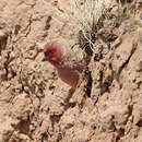 Image of Pale Rosefinch