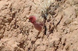 Image of Pale Rosefinch