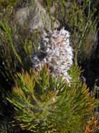 Image of Serruria hirsuta R. Br.