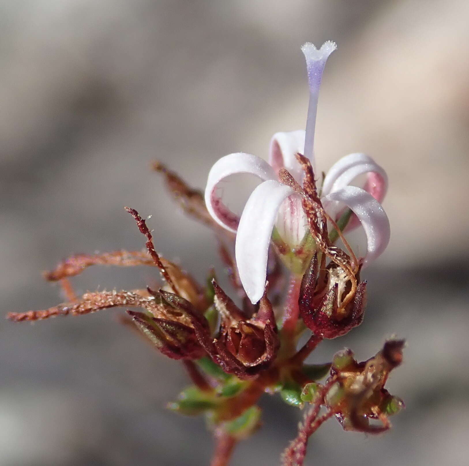 Image of Wahlenbergia rubens (H. Buek) Lammers