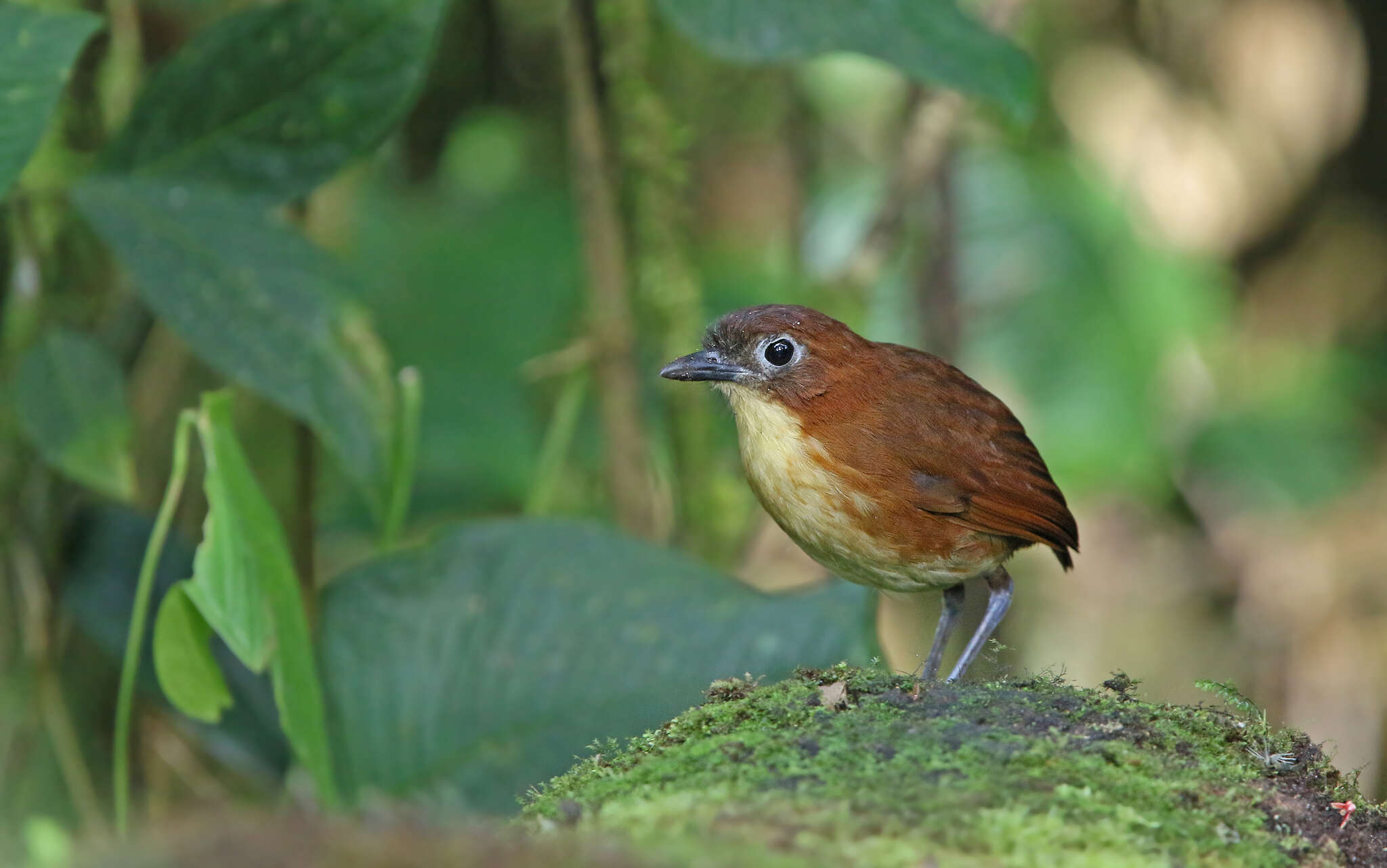 Image of Yellow-breasted Antpitta