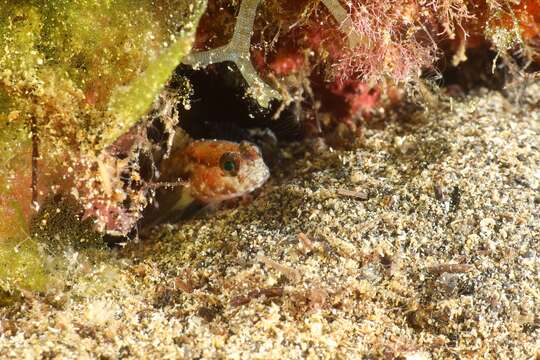 Image de Gobie nain des Canaries