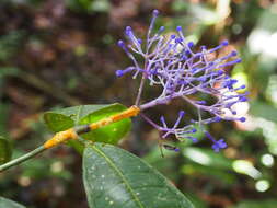 Faramea suerrensis (Donn. Sm.) Donn. Sm.的圖片