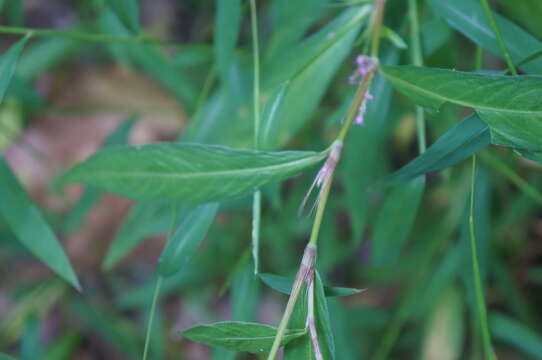 صورة Persicaria longiseta (De Bruyn) Kitagawa