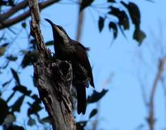 Image of Paradise Riflebird