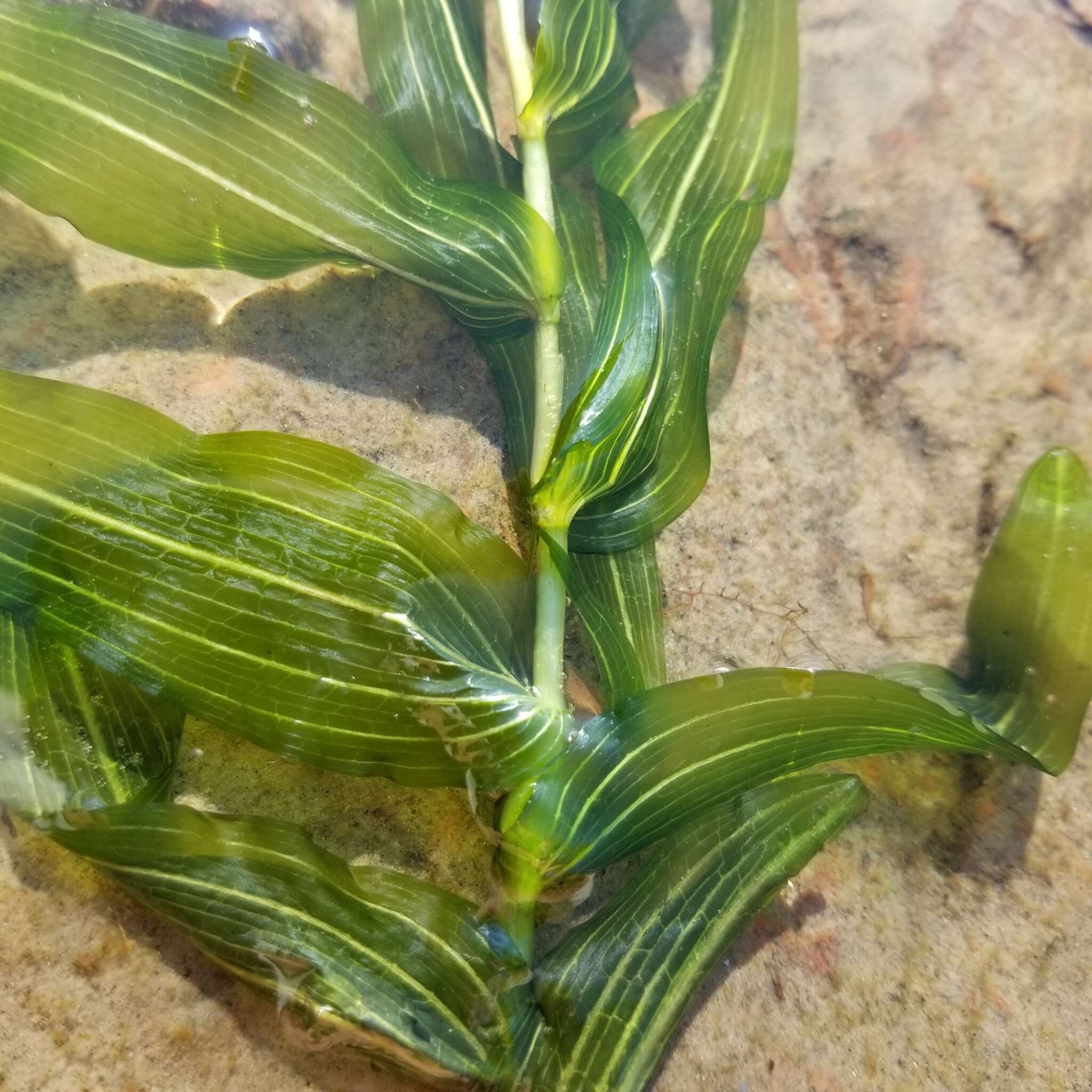 Image of Long-stalked Pondweed