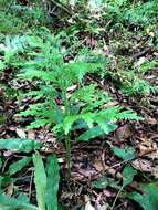 Image of Selaginella hordeiformis Bak.