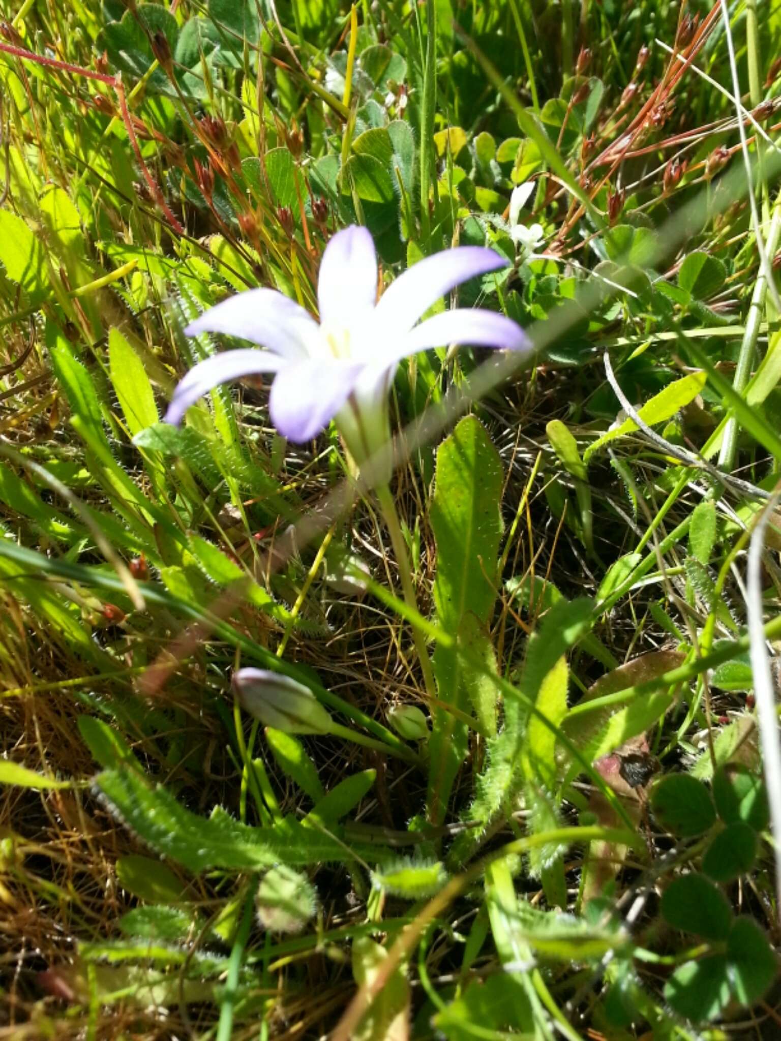 Image of dwarf brodiaea