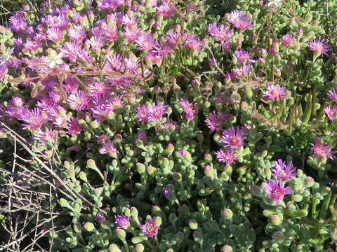 Imagem de Drosanthemum salicola L. Bol.