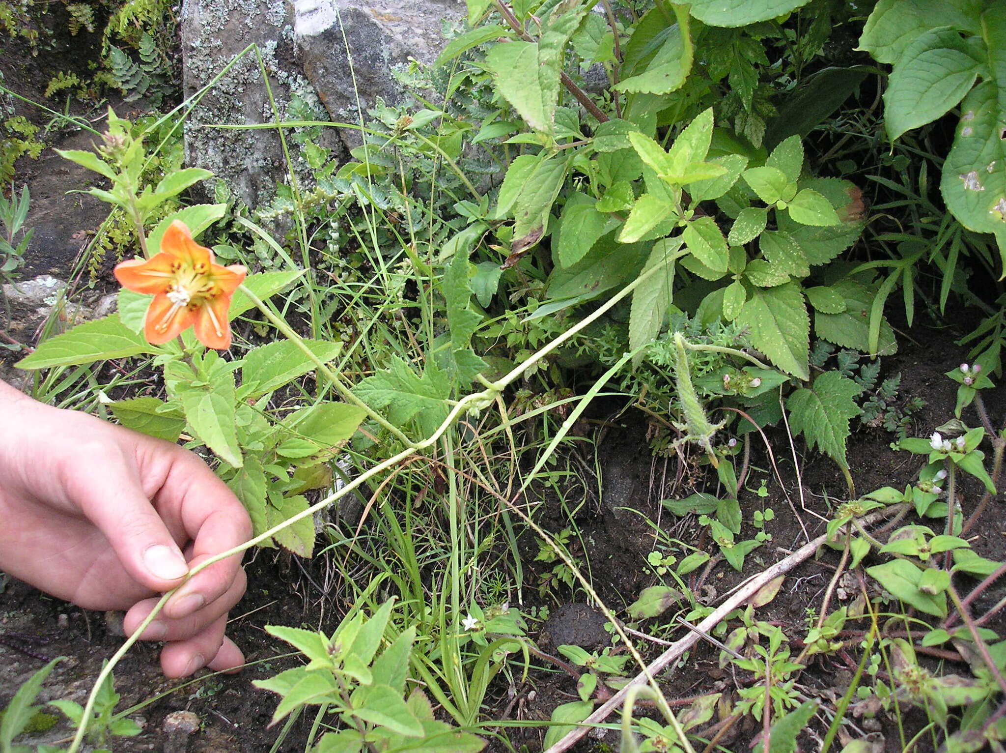 Image of Brick-Red Caiophora