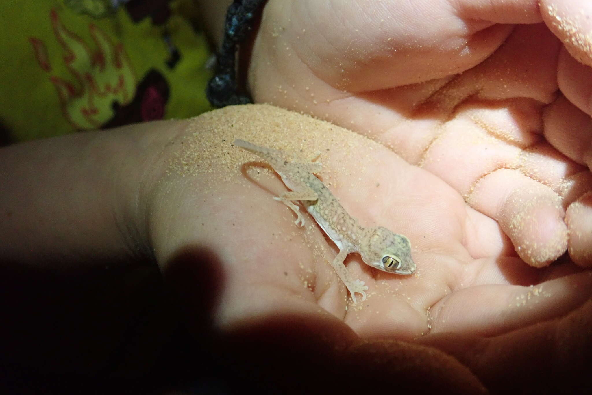 Image of Anderson's Short-fingered Gecko