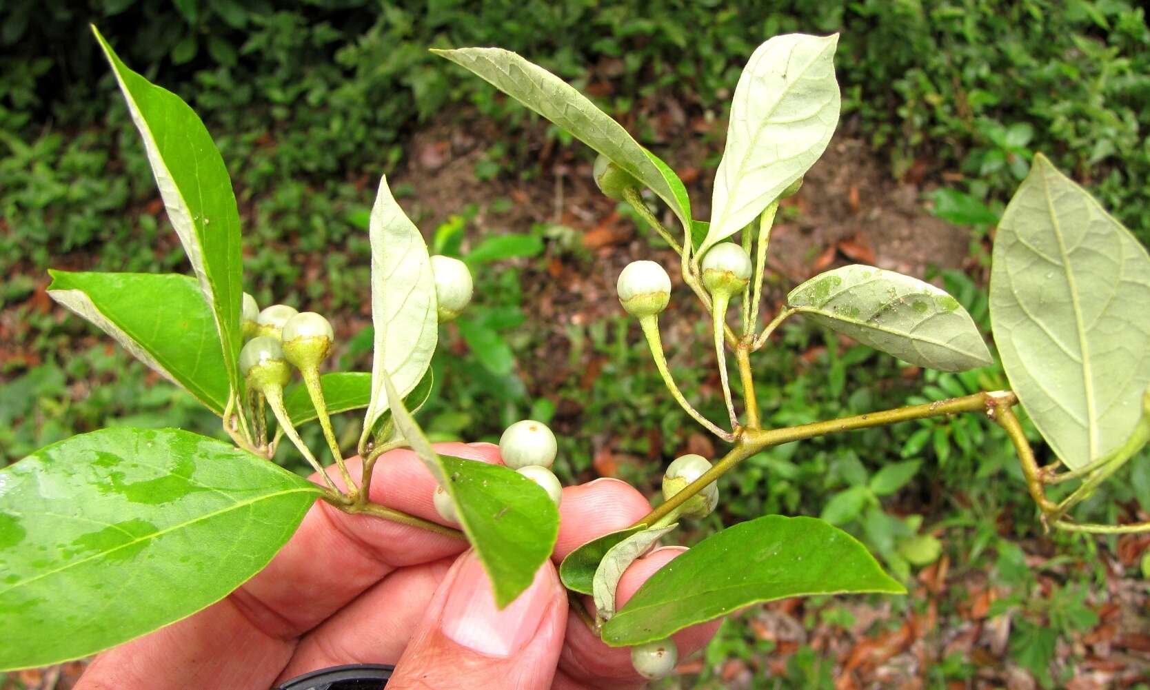 Image of Lycianthes hypoleuca Standl.