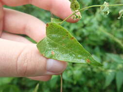 Image of Puccinia polygoni-amphibii Pers. 1801