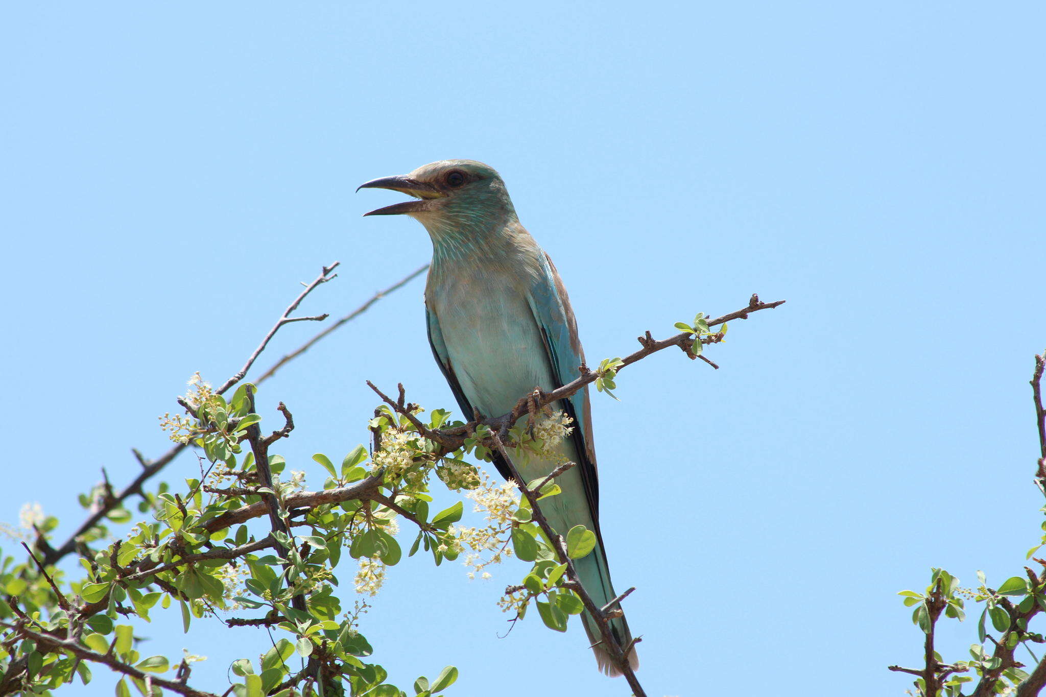 Image of Coracias garrulus garrulus Linnaeus 1758