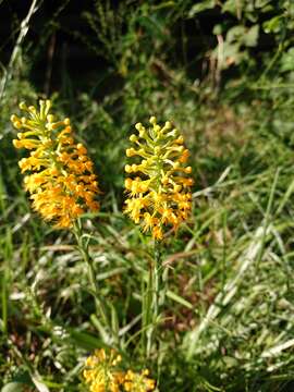 Image of Crested Yellow Orchid