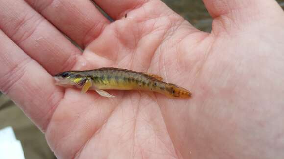 Image of Slenderhead darter