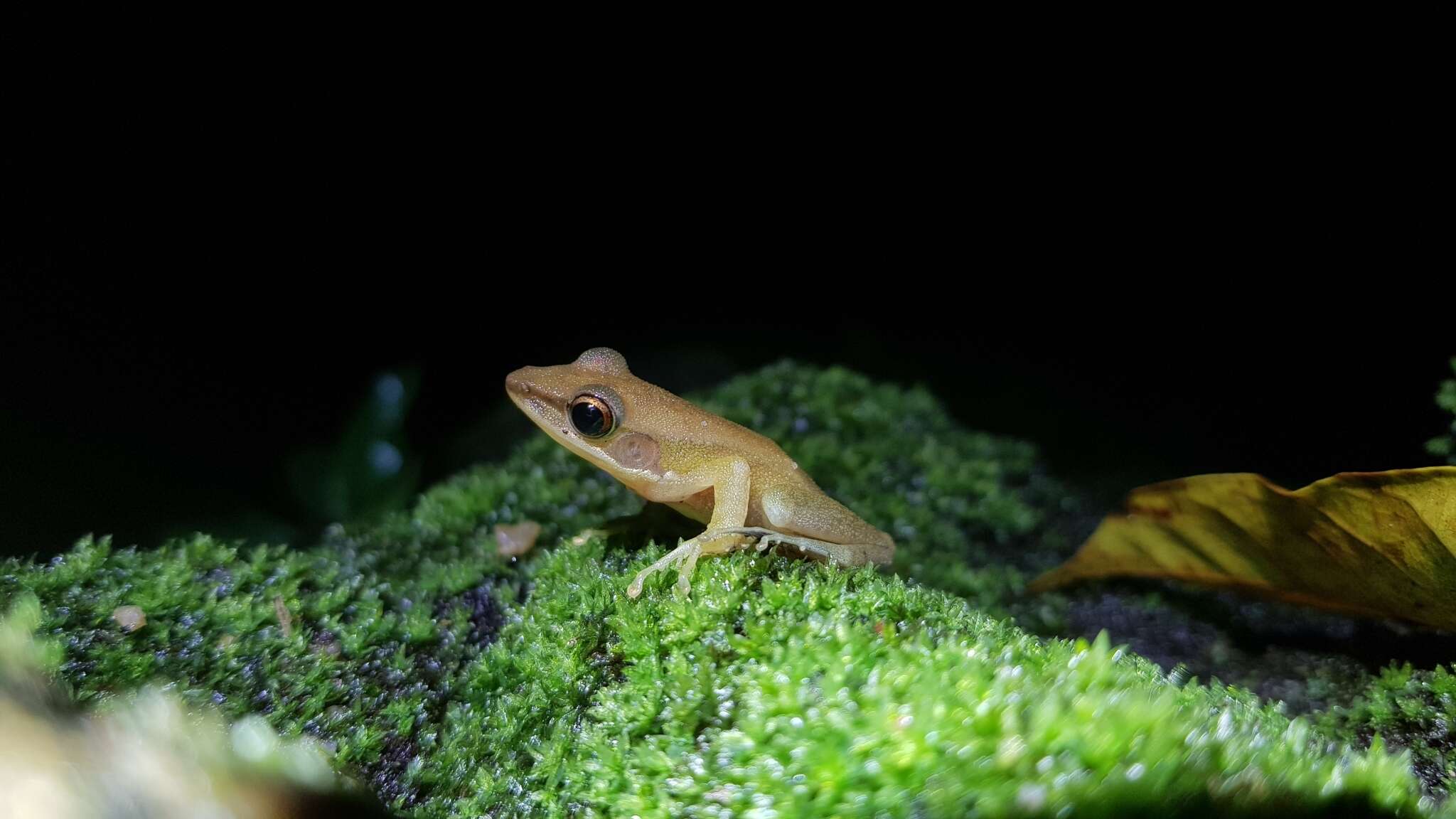 Chalcorana labialis (Boulenger 1887)的圖片