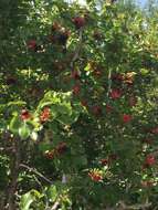 Image of Boat-fruit plane