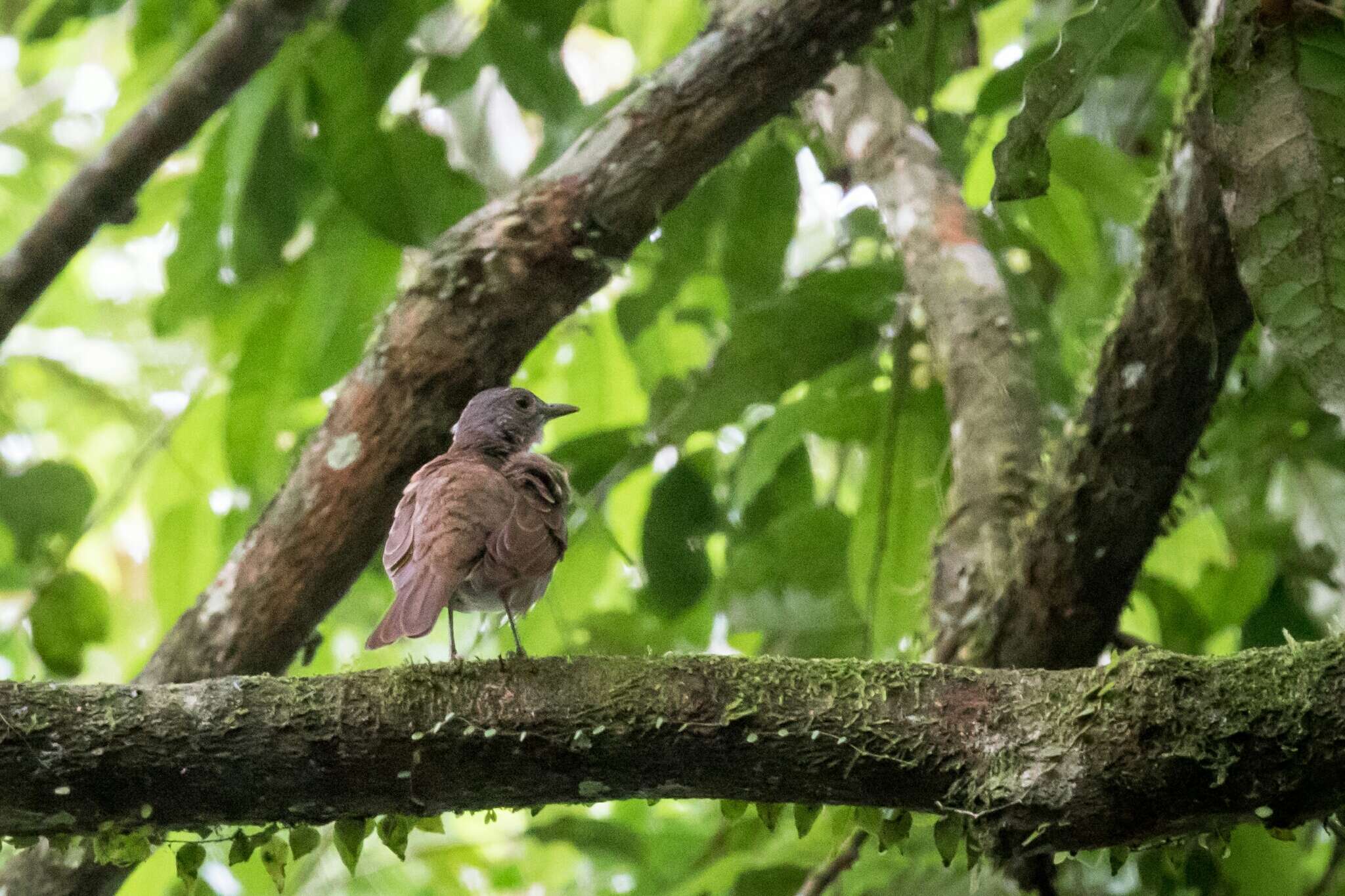 Image of Pale-breasted Thrush