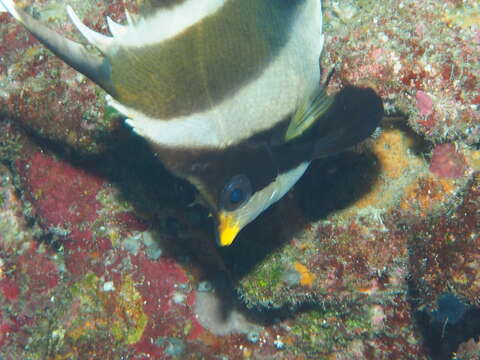 Image of Horned Bannerfish