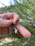 Image of Apalachicola false rosemary