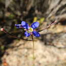 Image of Heliophila bulbostyla P. E. Barnes